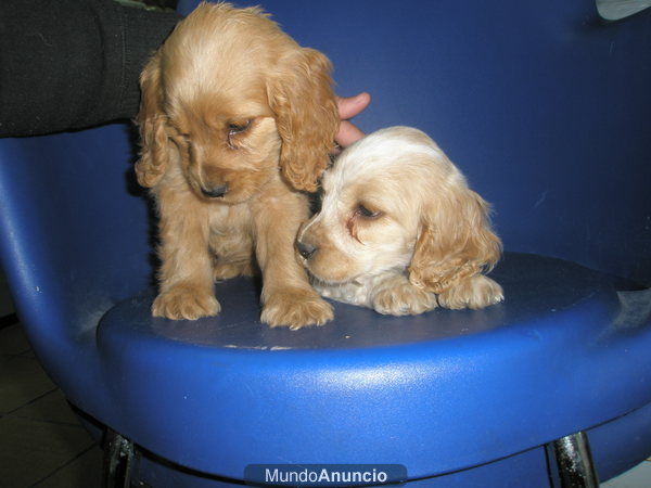 LINDOS CACHORROS COCKER INGLES A 300E