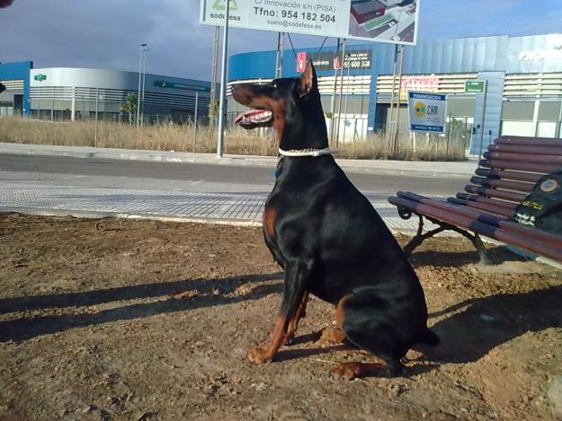 Perros para guadar fincas de chalet parc