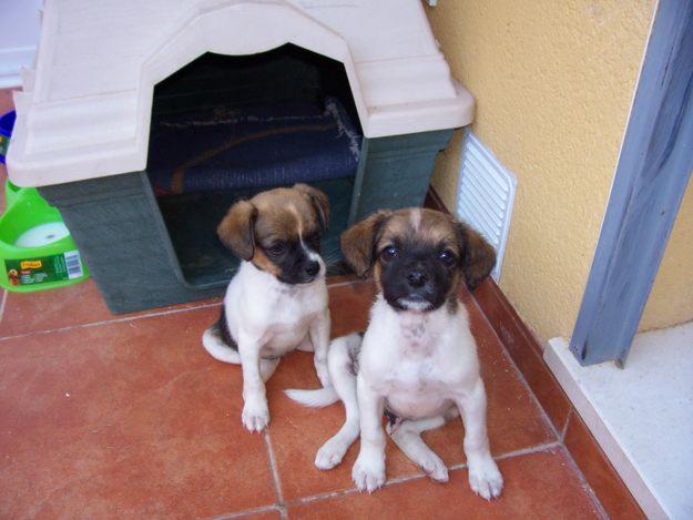 se regalan una pareja de cachorritos