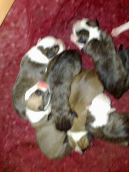 Se Venden American Staffordshire Terrier