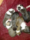 Se Venden American Staffordshire Terrier - mejor precio | unprecio.es