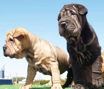 Shar-pei preciosos  ,asequibles y arrugaditos