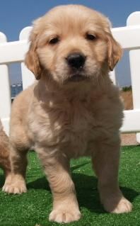 Tu Golden,Impresionantes cachorros