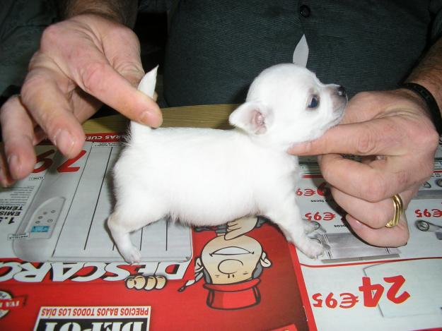 vendo machos y hembras chihuahua superminiatura de pelo corto