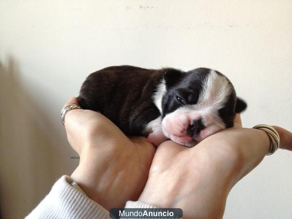 BOSTON TERRIER CAMADA DISPONIBLE