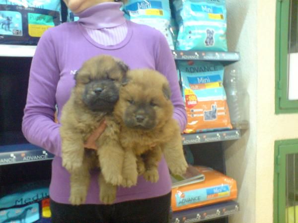 CACHORRITOS DE CHOW CHOW , PRECIOSOS 300 EUROS