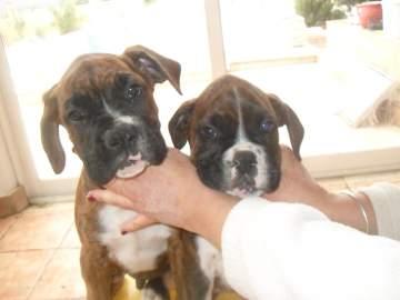 cachorros boxer