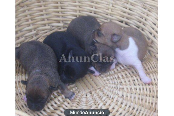 Gratis Autentico Cachorrito de Chihuahua Super Mini