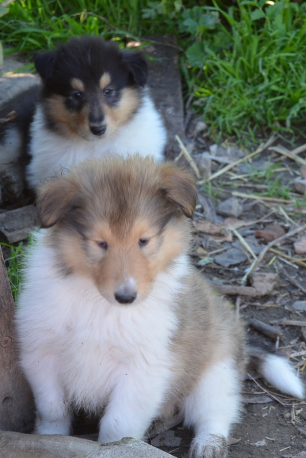 inmejorables cachorros de Rough Collie