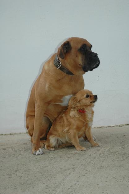 adopto boxer hembra cachorro color leonado