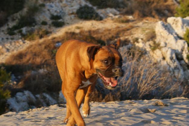 Busco boxer macho para criar