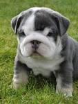 Cachorros de bulldog ingles, increibles