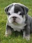 Cachorros de bulldog ingles, increibles - mejor precio | unprecio.es