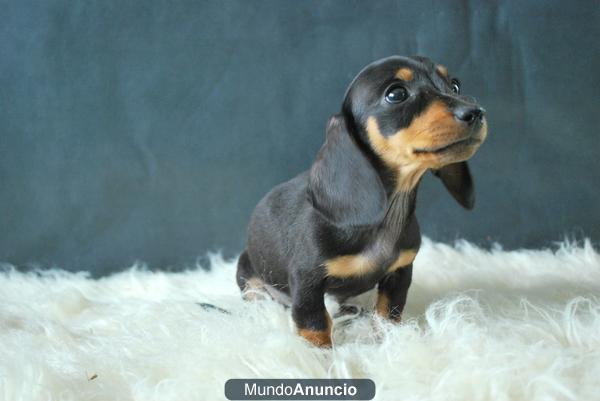 CACHORROS TECKEL MINIATURA EN MADRID, FOTOS ACTUALES