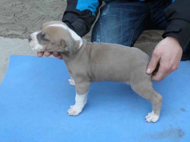 camada  o cachorros de american staffordshire terrier