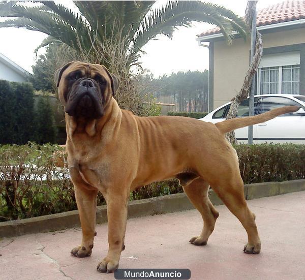 Excelente camada de Bullmastiff