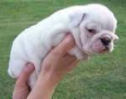 EXCELENTES cachorros. BULLDOG INGLISE, - mejor precio | unprecio.es