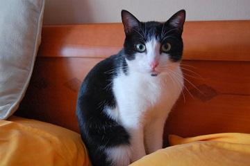 Katze, precioso gato de 3 años, victima de la alergia....Alava. (Nacimiento 2010)