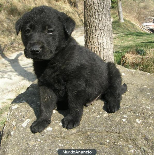 labradores pura raza de color negro