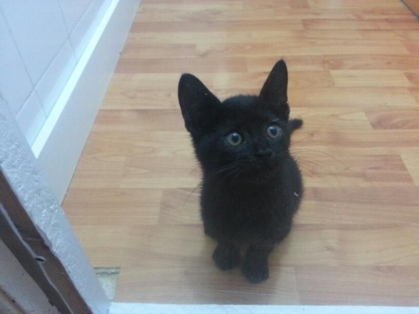 Murci, gatito negro de 2 meses, muy mimoso. Álava