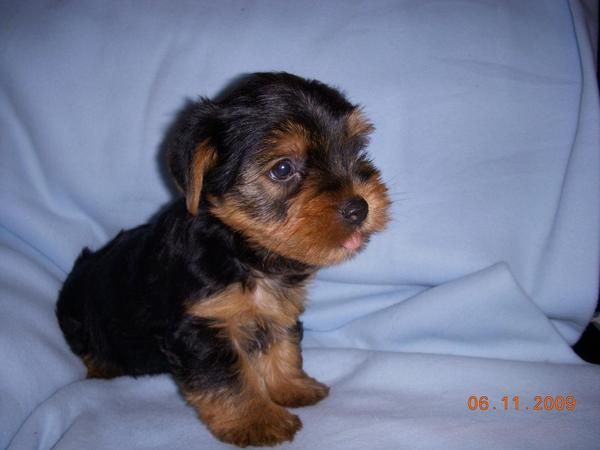 Precioso cachorrito de yorkshire con pedigree