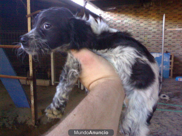 spaniel breton