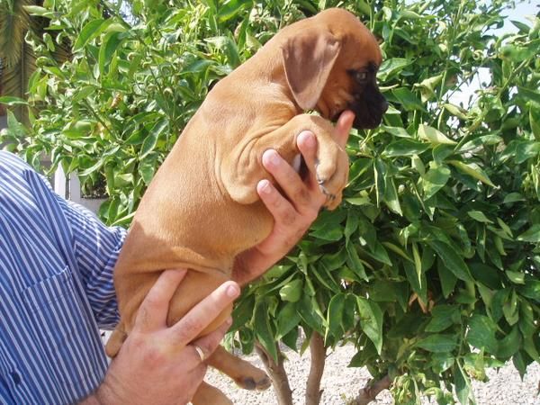 Cachorrito de boxer de gran calidad, con pedigree, 250 euros