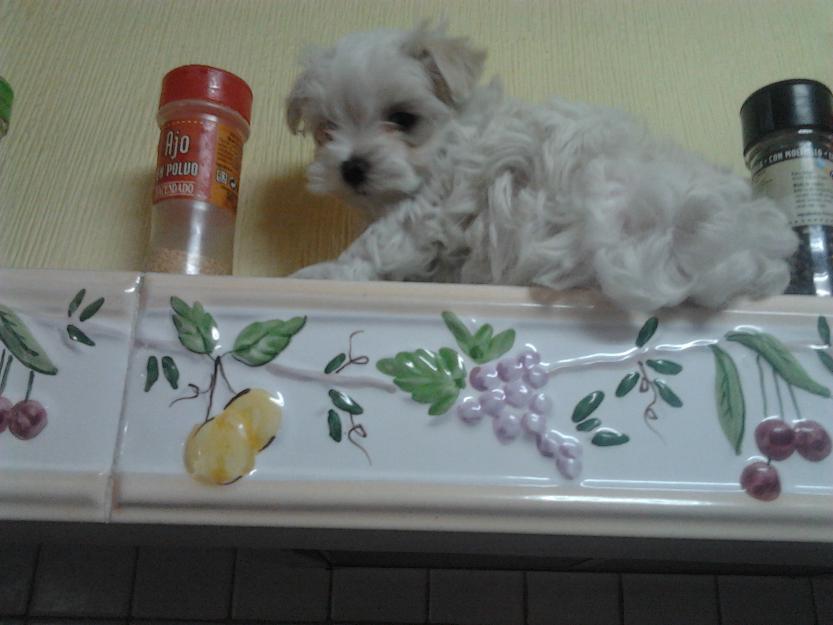 cachorros de bichon maltes