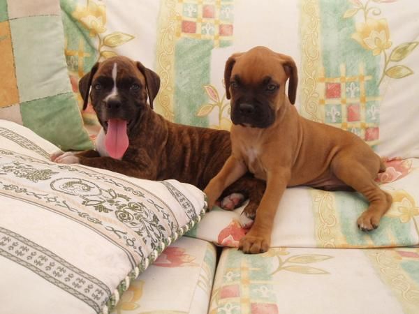 Cachorros de boxer magnificos, 250 euros