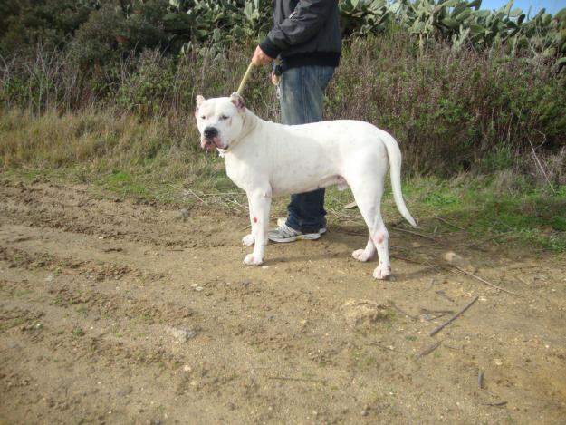 Camada de dogo argentino