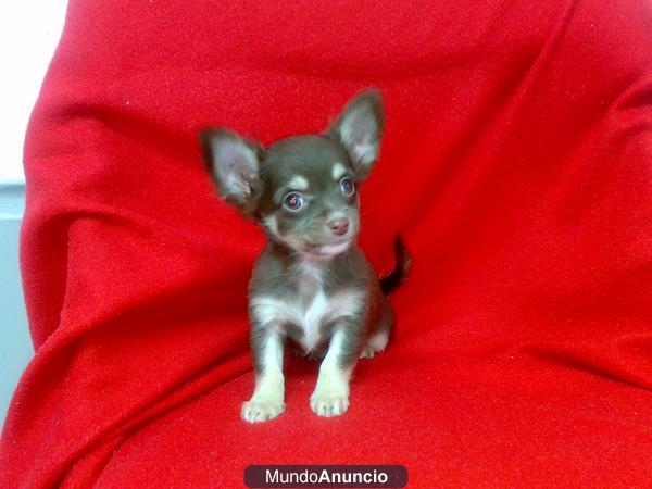 CHIHUAHUA,CACHORRO,PERRO,CACHORRO,CRIADERO,MASCOTA