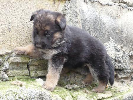 excelente cachorrita tatuada por el ceppa 600€