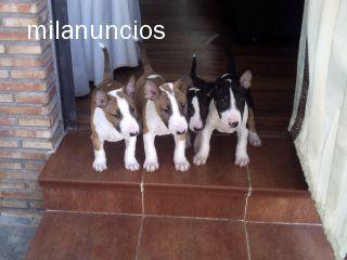 Excelentes Bull Terrier