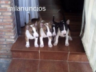 Excelentes Bull Terrier - mejor precio | unprecio.es