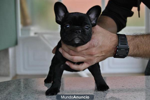 Excelentes cachorros bulldog frances