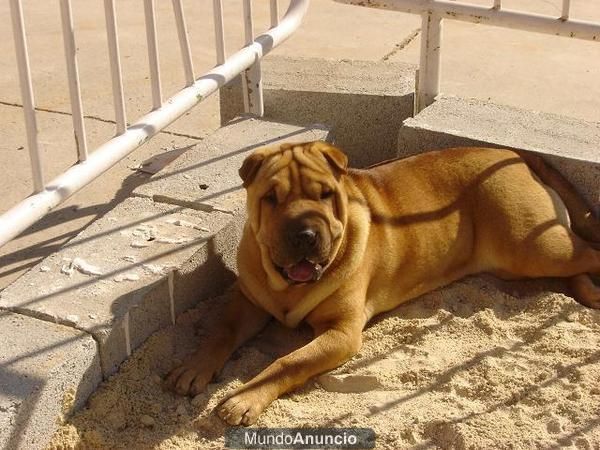 HEMBRA SHAR PEI ADULTA