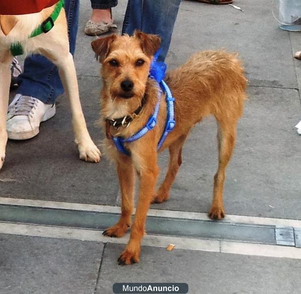 Novo perrito faldero nadie ha preguntado por el nunca.