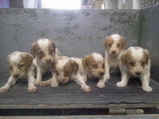 vendo camada de 6 perritos de la raza espagneul breton