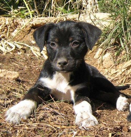 4 cachorritos abandonados en una caja de cartón en una carretera.   VALENCIA--- Necesitan hogares -