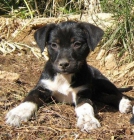 4 cachorritos abandonados en una caja de cartón en una carretera. VALENCIA--- Necesitan hogares - - mejor precio | unprecio.es