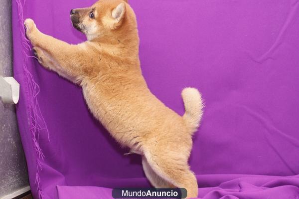 Adopcion shiba inu cachorros