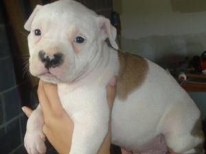 American Pit Bull Terrier cachorros de forma gratuita.