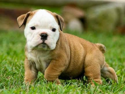 bulldog ingles cachorros con pedigree