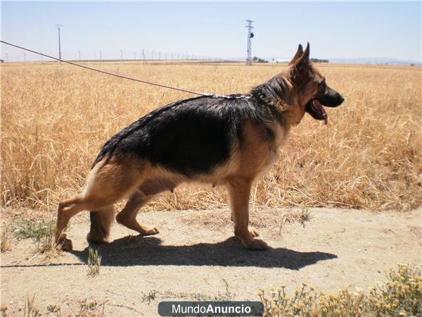 cachorros de pastor aleman listos para su entrega, posibilidad de ver a los padre¡s\'\'