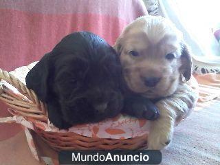 Cocker Spaniel, preciosas cachorritas