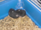 Hamsters Rusos - mejor precio | unprecio.es