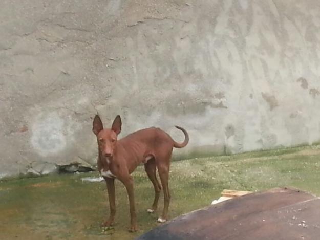 montas de podenco andaluz