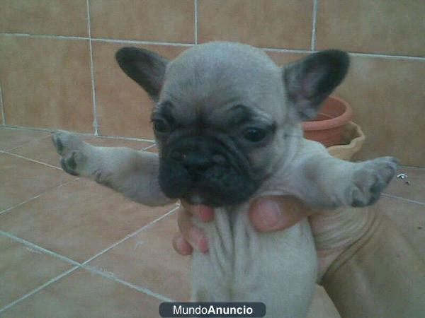 Se Vende Precioso Bulldog Frances Fawn