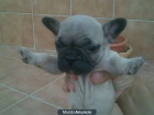 Se Vende Precioso Bulldog Frances Fawn - mejor precio | unprecio.es