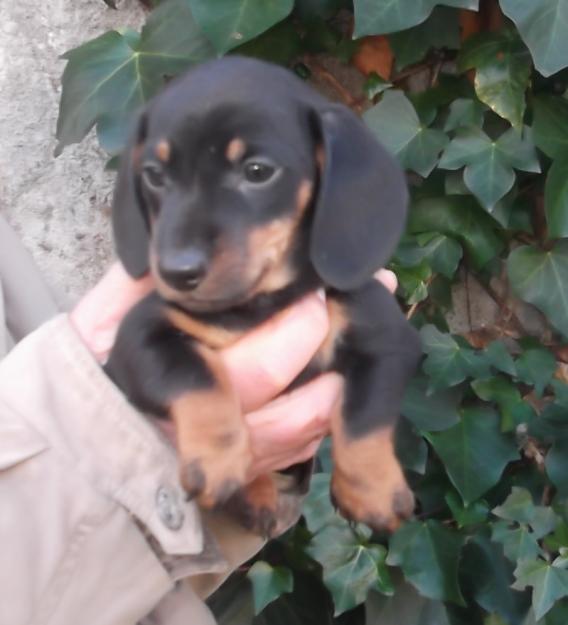 Teckel aleman, dachshund